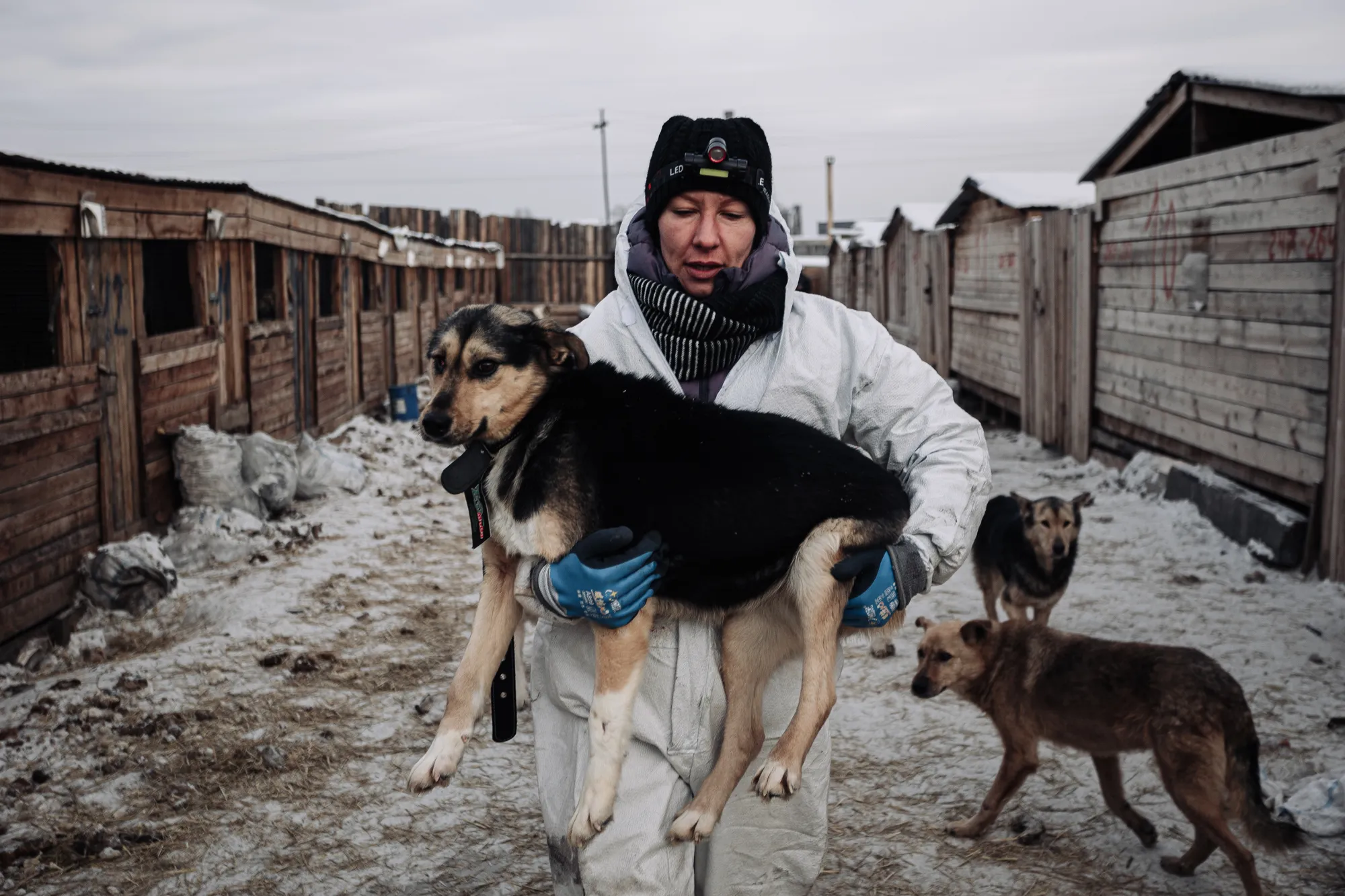 Волонтер фонда «Собака счастья» несет животное в вольер перед отправкой из Бурятии